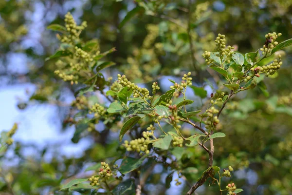 Tropikal meyve yüksek C vitamini, Antidesma thwaitesianum vardır. — Stok fotoğraf