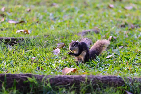 Cute Squirrel Looking Food Lawn — Stock Photo, Image