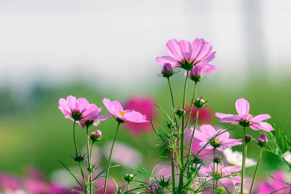 Hermosas Flores Cosmos Jardín — Foto de Stock