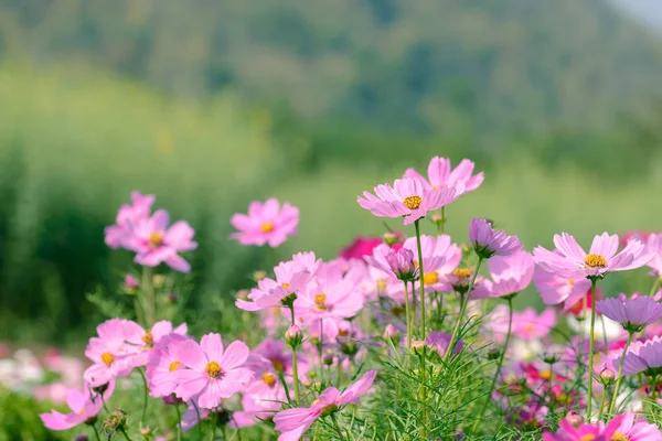 花园里的美丽的波斯菊花 — 图库照片