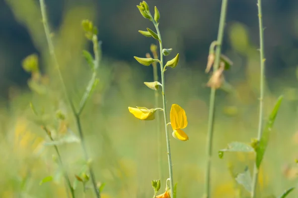 Hermosa Flor Cáñamo Sol Campo — Foto de Stock