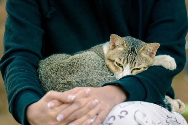 Sahibinin kucağında uyuyan kedi.