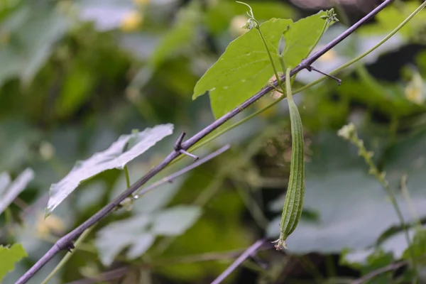 Luffa Acutangula Verdura Rica Vitaminas — Foto de Stock