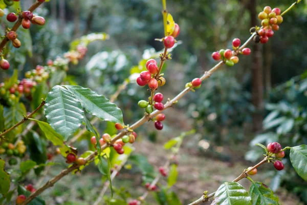 Świeże Ziarna Kawy Organicznej — Zdjęcie stockowe