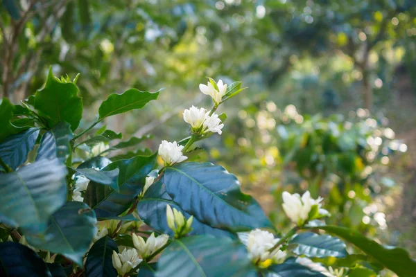 Flor Café Orgânica Fresca — Fotografia de Stock