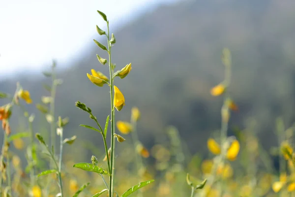 Hermosa flor de cáñamo de sol en el campo . — Foto de Stock