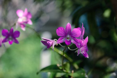 Güzel mor Orkide Bahçe.
