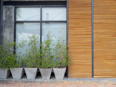 Loft tarzı ağaç pot ahşap duvar ile.