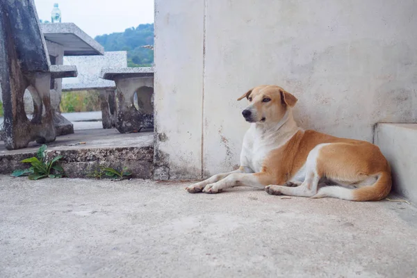 Thai Domestic Dog Sleep Floor — Stock Photo, Image