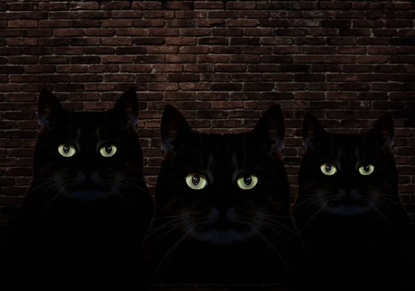 Three black cats — Stock Photo, Image