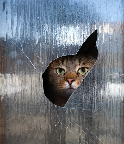 Cat looks through a window — Stock Photo, Image