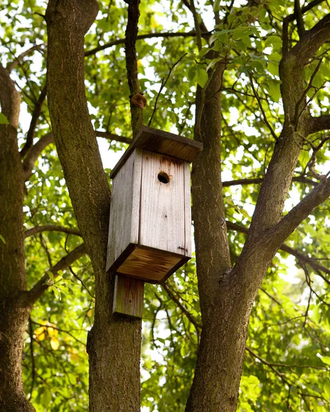 Birdhouse in un albero — Foto Stock