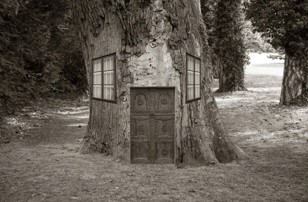 Старое сумасшедшее дерево , Стоковое Изображение