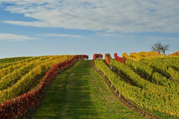 Осень в винограднике Стоковое Фото