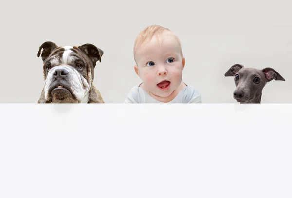 Ребенок и собаки Лицензионные Стоковые Изображения