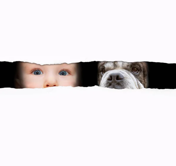 Хлопчик і собака Стокова Картинка