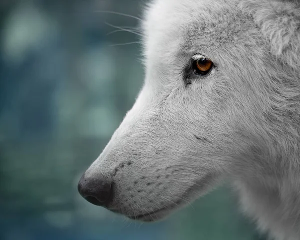 Portrait of a white wolf — Stock Photo, Image