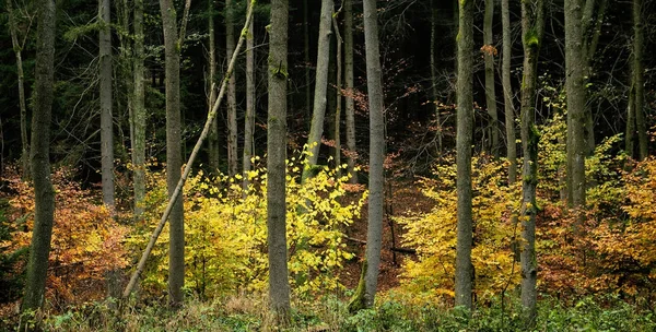 Feuilles de jaune d'automne — Photo