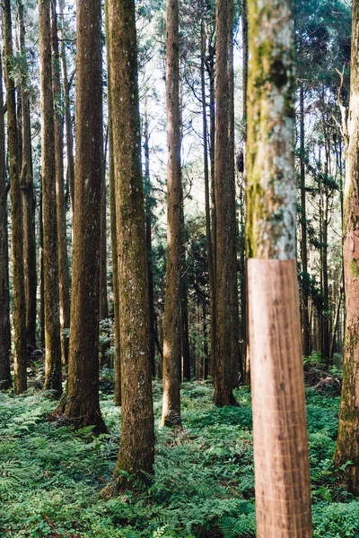 Japanese Cedar Trees Warp Burlap Prevent Winter Browning Forest Alishan — Stock Photo, Image