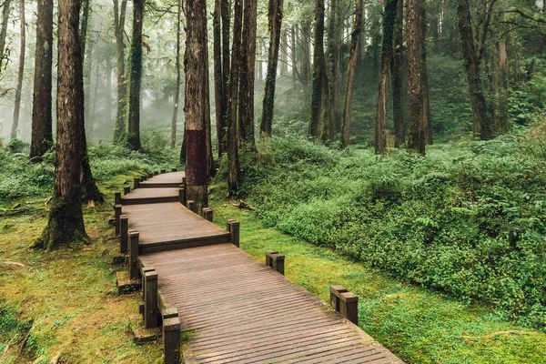 Wooden Walkway Leads Cedar Cypress Trees Forest Fog Alishan National — Stock Photo, Image