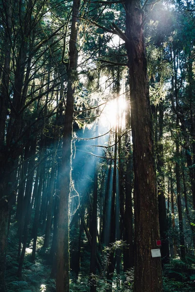 Japanese Cedar Cypress Trees Forest Sunlight Ray Alishan National Forest — Stock Photo, Image