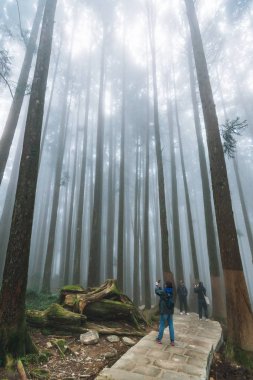 Turistler, Alishan Ulusal Orman Dinlenme Bölgesi 'nde kışın Alishan Kasabası, Tayvan' da bulunan Alishan Ulusal Orman Bölgesi 'nde ormandaki sisli ağaçların arasından doğrudan güneş ışığının fotoğrafını çekiyorlar..