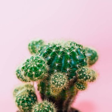 Pembe arka planda yeşil kaktüs. Renk arkaplanı üzerinde kopyalama alanı olan en küçük dekorasyon fabrikası.