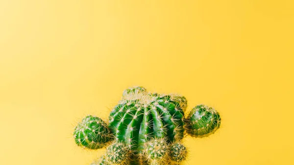 Green cactus on yellow background. Minimal decoration plant on color background with copy space.