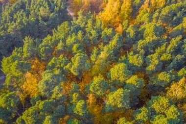 Gün batımı Riga, Vecmilgravis, Letonya 'da (dizi) sonbahar pembe ağaçları üzerinde uçan drone' dan güzel panoramik hava görüntüsü)