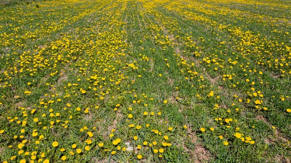 Äng Med Maskrosor Solig Dag Maskrosor Våren Blommande Maskrosor Närbild — Stockfoto