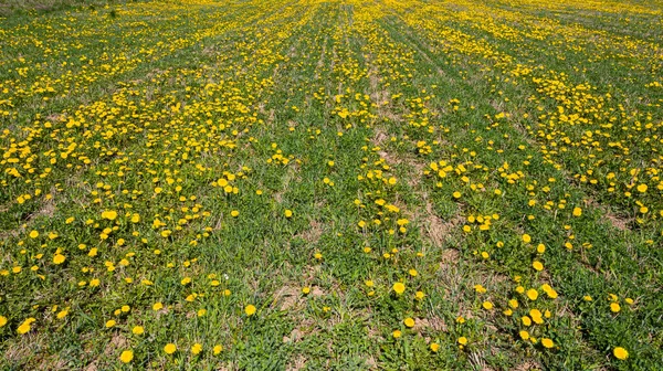 Äng Med Maskrosor Solig Dag Maskrosor Våren Blommande Maskrosor Närbild — Stockfoto