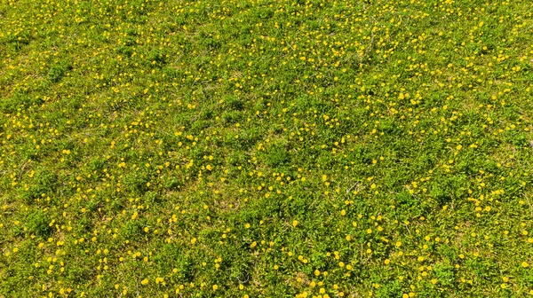 Meadow Dandelions Sunny Day Dandelions Spring Flowering Dandelions Close Beautiful — Stock Photo, Image