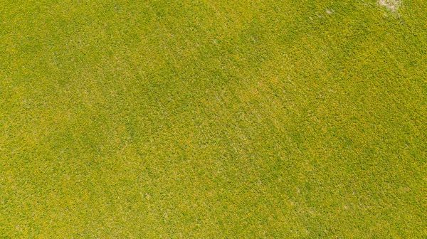 Belle Vue Aérienne Panoramique Drone Volant Prairie Avec Des Pissenlits — Photo