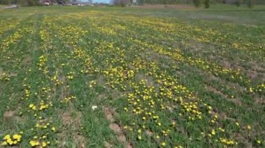 Güneşli bir günde İHA 'dan Meadow' a karahindiba ile uçan güzel panoramik hava manzaralı fotoğraf. Baharda karahindiba. Çiçekli karahindibalar. Yukarıdan güzel bir karahindiba arkaplanı. serisi