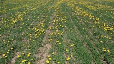 Güneşli bir günde İHA 'dan Meadow' a karahindiba ile uçan güzel panoramik hava manzaralı fotoğraf. Baharda karahindiba. Çiçekli karahindibalar. Yukarıdan güzel bir karahindiba arkaplanı. serisi