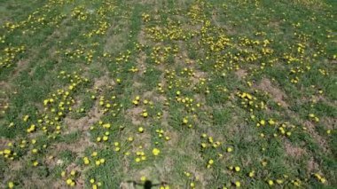 Güneşli bir günde İHA 'dan Meadow' a karahindiba ile uçan güzel panoramik hava manzaralı fotoğraf. Baharda karahindiba. Çiçekli karahindibalar. Yukarıdan güzel bir karahindiba arkaplanı. serisi