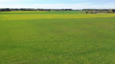 Güneşli bir günde İHA 'dan Meadow' a karahindiba ile uçan güzel panoramik hava manzaralı fotoğraf. Baharda karahindiba. Çiçekli karahindibalar. Yukarıdan güzel bir karahindiba arkaplanı. serisi