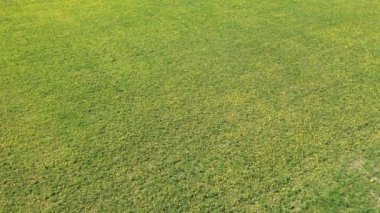 Güneşli bir günde İHA 'dan Meadow' a karahindiba ile uçan güzel panoramik hava manzaralı fotoğraf. Baharda karahindiba. Çiçekli karahindibalar. Yukarıdan güzel bir karahindiba arkaplanı. serisi