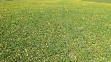 Güneşli bir günde İHA 'dan Meadow' a karahindiba ile uçan güzel panoramik hava manzaralı fotoğraf. Baharda karahindiba. Çiçekli karahindibalar. Yukarıdan güzel bir karahindiba arkaplanı. serisi
