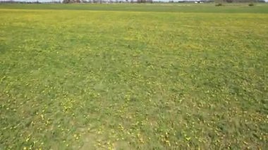 Güneşli bir günde İHA 'dan Meadow' a karahindiba ile uçan güzel panoramik hava manzaralı fotoğraf. Baharda karahindiba. Çiçekli karahindibalar. Yukarıdan güzel bir karahindiba arkaplanı. serisi