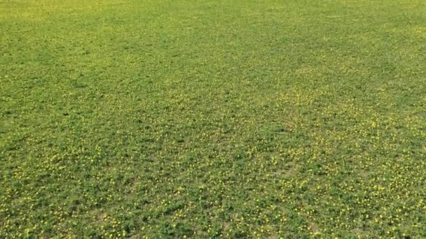 Belle vue aérienne panoramique de drone volant à prairie avec des pissenlits par une journée ensoleillée. Pissenlits au printemps. Gros plan sur les pissenlits en fleurs. Beau fond de pissenlit d'en haut. séries 