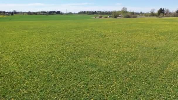 Belle vue aérienne panoramique de drone volant à prairie avec des pissenlits par une journée ensoleillée. Pissenlits au printemps. Gros plan sur les pissenlits en fleurs. Beau fond de pissenlit d'en haut. séries 