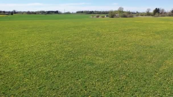 Piękny Panoramiczny Widok Lotu Drona Łąkę Dmuchawcami Słoneczny Dzień Dmuchawce — Wideo stockowe