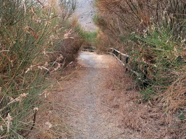 Antequera, Malaga, İspanya 'da düz bir kırsal toprak yol boyunca ağaçlar ve çalılar bir tünel oluşturuyor.