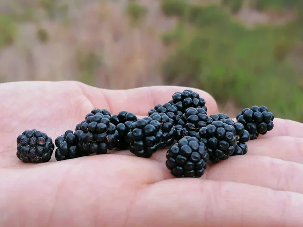 Blackberries Ripe Close Photography Spain — Stock Photo, Image