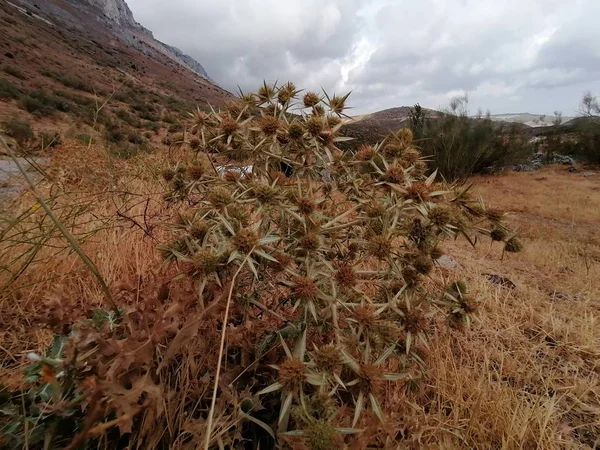 Tanaman Liar Kering Eryngium Campestre Antequera Malaga Spanyol — Stok Foto