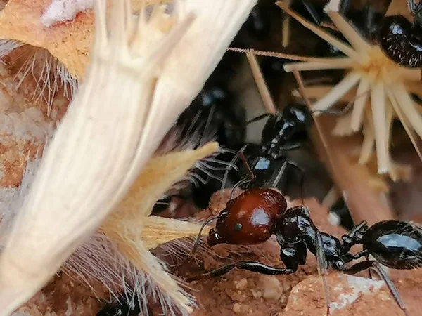 İspanya 'daki Siyah Karınca Yuvası