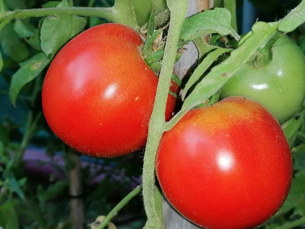 Cultivo Tomates Tomates Crescendo Jardim Casa — Fotografia de Stock