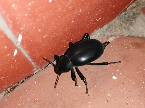 Nahaufnahme Schwarzer Käfer Bei Nacht — Stockfoto