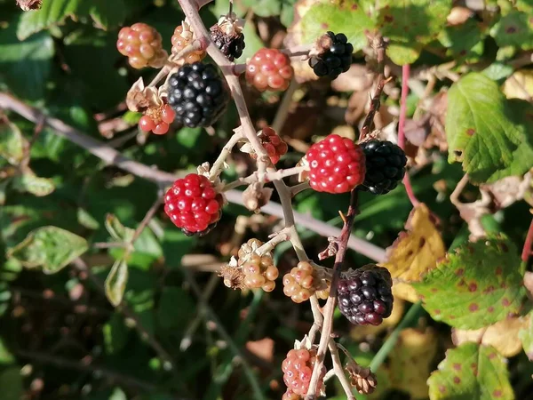 Blackberry Fruit Close Field — Stock Photo, Image